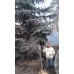 Услуги по пересадке деревьев в алматы и алматинской области.Компания PLANTS